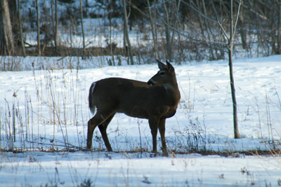 Deers at Niagara in the winter